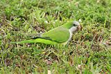 Monk Parakeetborder=